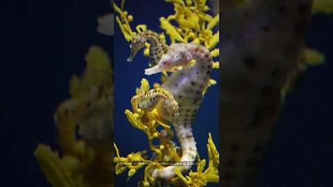 Fatherhood in the Sea: The Astonishing Pregnancy of Male Seahorses #motivation #shortsfeed #animals