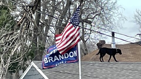 “Let’s Go Brandon” Roof Doggy