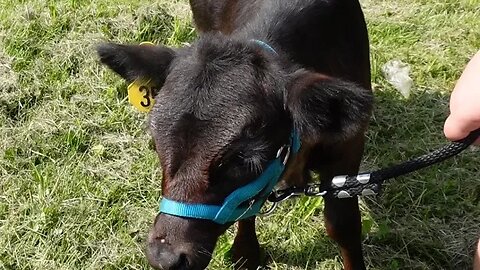 How to Train a Milking Cow When She is STILL a CALF