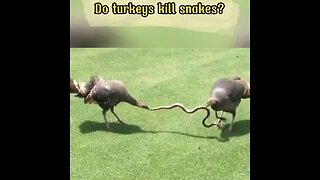 Turkey kills and eats poisonous snake? #shorts