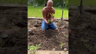 Planting 🍅🍅🍅