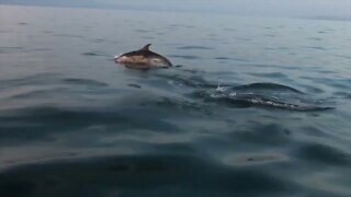 Ireland's Marine Life - Meet the Cast