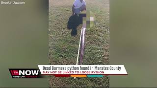 9-foot Burmese python found in Manatee County