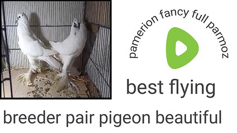 Pamerion pigeon beautiful breeder pair