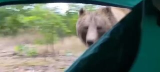 Bear Attacked Me In My Tent short