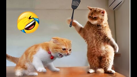 Cute cats funny video। How funny This cats are!