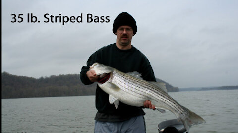 Striper Fishing on the Chesapeake Bay, N.E. Maryland