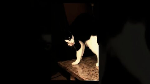 cats fails compilation 2021 try not to laugh #shorts