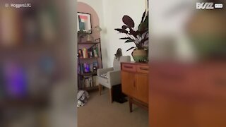Gatinha dá queda espetacular depois de errar salto