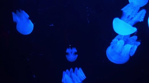 Watch the most beautiful views of the jellyfish documentary | jellyfish | Deep seas and oceans