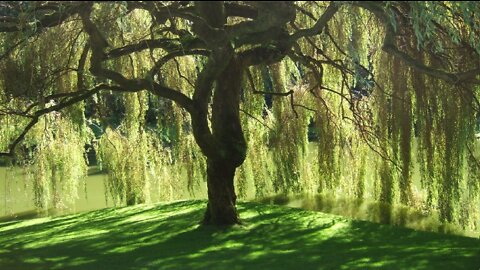 IN THE WOODS - WEEPING WILLOW