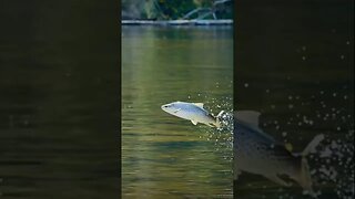 Trout Vs Dragonfly