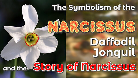 The Symbolism of the Narcissus, Daffodil and Jonquil, and the Story of Narcissus
