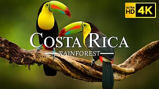 Costa Rica Rainforest 4K - Beautiful Relaxation Wildlife Film With Calming Music