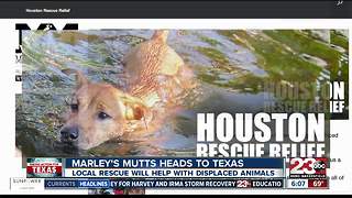Marley's Mutts heads to Texas
