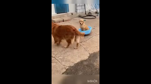 Funny pets videos