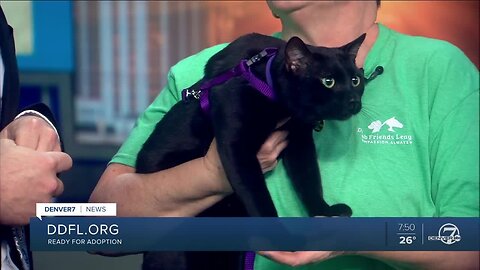 Pet of the week: Ham