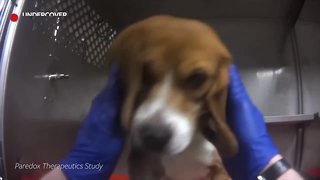 Dow Chemical responds to dog-testing undercover investigation