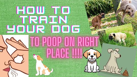 Dog training to poop 💩 on right place