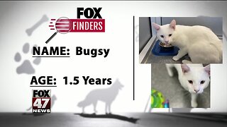 FOX Finders Pet Finder - Bugsy