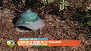 Melinda’s Garden Moment - attracting toads to your garden