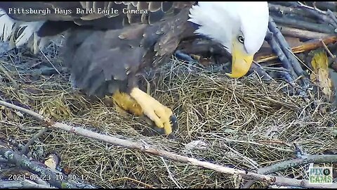 Hays Eagles Mom preening Brood Patch 2023 02 23 10:50AM