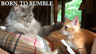 Big Cat Teaches Kitten about Sharing