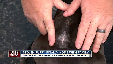 Florida thieves cut out dog’s microchip, then try to conceal his identity with hair dye