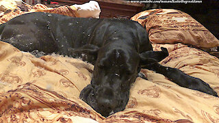 Innocent Black Great Dane Is Covered In White Duvet Feathers