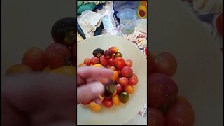 Tomato Season is On in Mother Russia