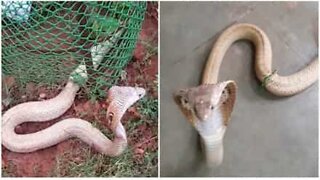 A venomous snake is captured in a residential neighborhood