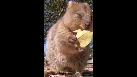 Best Funny Animal Videos of the year (2024) funniest animals ever. relax