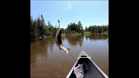 Trout in the river