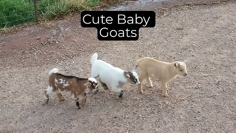 cute baby goats 🐐