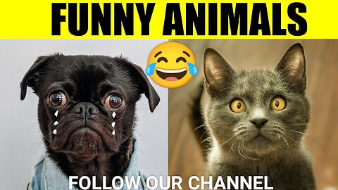 Funny cat video of the week 2023😂🤣very funny videos (new cat videos) #rumble