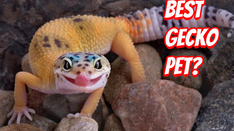 The Weirdest Gecko To Ever Live!