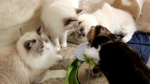 An ordinary day with 5 Cats