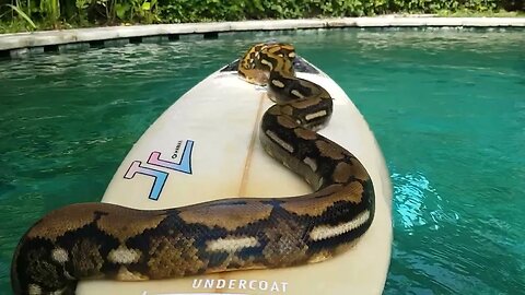 SURF SNAKE #snakes #surfing #python #funnyanimals #bigsnake