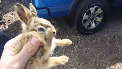 when baby bunny attacks cute but dangerous