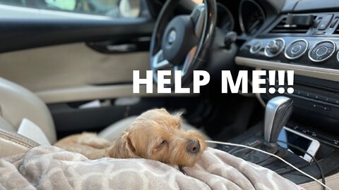 DIY Satisfying | Saving Dog in the Car