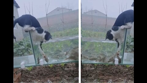 Funny cat catching fish from the aquarium