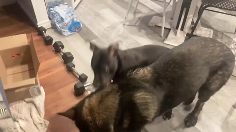 Dogs fighting