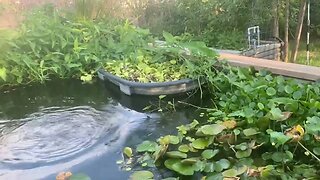 Feeding the Channel Cats