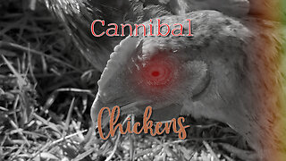 Is Your Chicken a Cannibal?