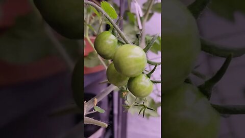 Basement cherry tomato plant update 🍅 #foxcherry #growingtomatoesinside #shorts