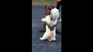 Watch These Two Doggies Actually Hug One Another