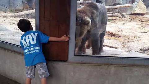 Boy Plays Peek A Boo With Bear At The Zoo