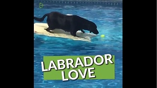 This Compilation Of Labradors Will Renew Your Love For This Amazing Breed