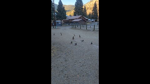 A Duck Parade