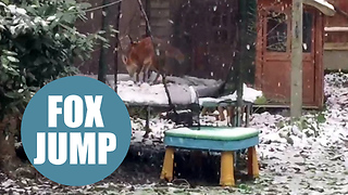 Fox Spotted Bouncing On A Snow Covered Trampoline